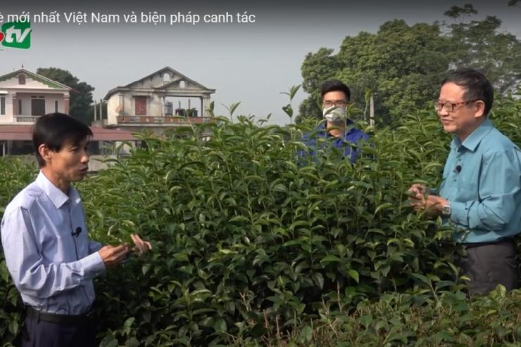 Giới thiệu bộ giống chè mới tốt nhất Việt Nam