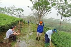 Lao động tập thể chào mừng thành công của Đại hội chi bộ và tạo cảnh quan môi trường tại Trung tâm NC và PT Chè