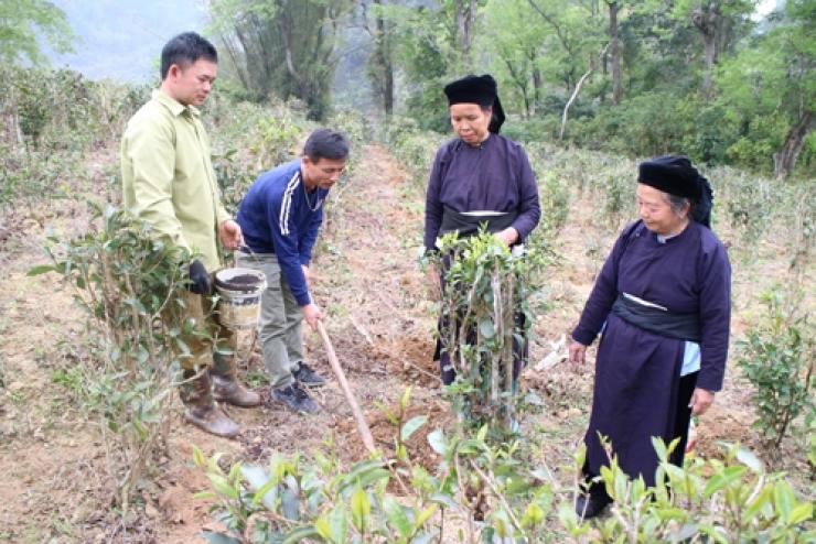 Tập huấn kỹ thuật trồng và chăm sóc chè Đoỏng Pán, xã Độc Lập, huyện Quảng Hòa, tỉnh Cao Bằng