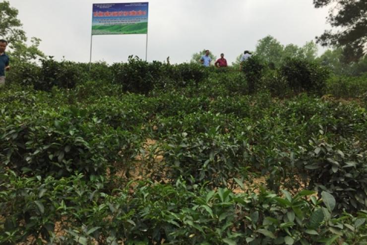 Kiểm tra tiến độ thực hiện dự án “Xây dựng mô hình thâm canh cải tạo vùng chè Đoỏng Pán gắn với chế biến một số sản phẩm chè xanh chất lượng cao tạo sản phẩm OCOP tại xã Độc Lập, huyện Quảng Hòa, tỉnh Cao Bằng”.