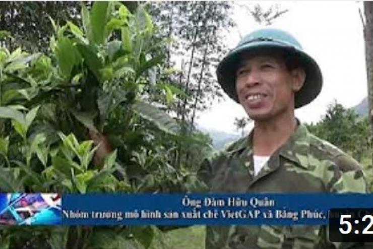 Phóng sự chè VietGAP tại xã Bằng Phúc