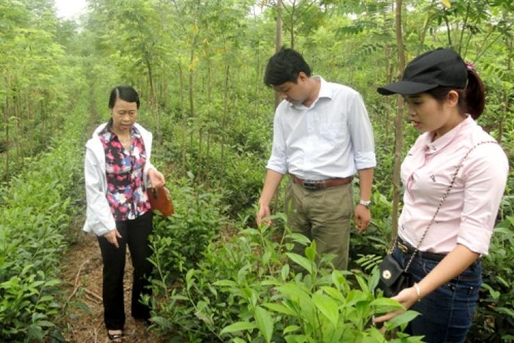 Giống chè mới góp phần nâng cao thương hiệu chè Tuyên