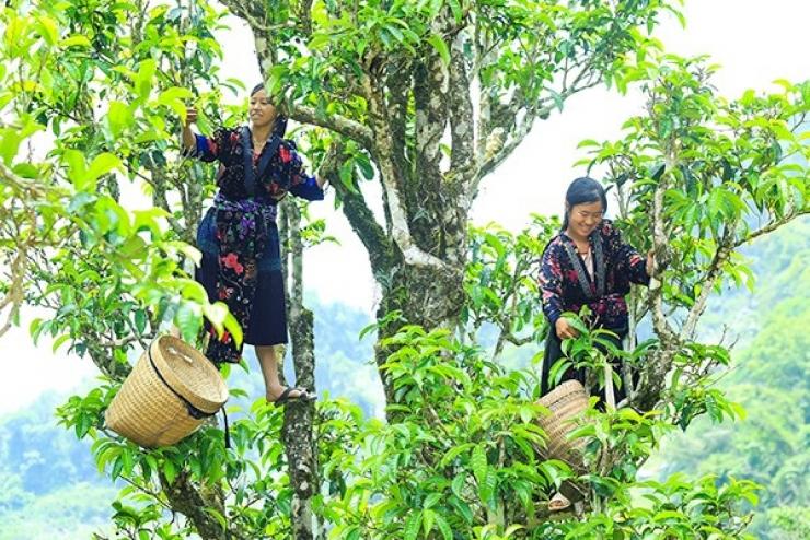 Quần thể chè Shan tuyết cổ thụ Điện Biên được công nhận Cây di sản Việt Nam