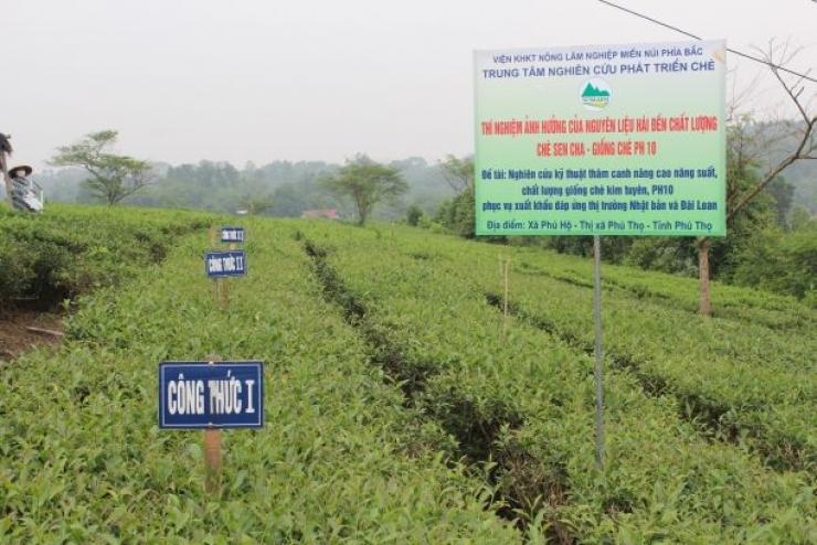 NGHIỆM THU ĐỀ TÀI KHCN CẤP BỘ: “NGHIÊN CỨU KỸ THUẬT THÂM CANH NÂNG CAO NĂNG SUẤT, CHẤT LƯỢNG GIỐNG CHÈ KIM TUYÊN, PH10 PHỤC VỤ XUẤT KHẨU ĐÁP ỨNG THỊ TRƯỜNG NHẬT BẢN VÀ ĐÀI LOAN”