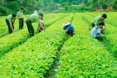 Xử lý nghiêm vi phạm trong buôn bán giống cây trồng giả