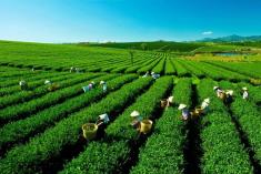 Để câu chuyện đưa trà Việt bay xa