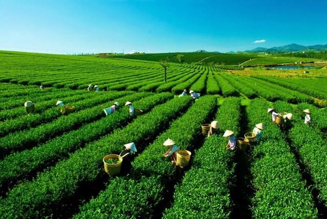 Để câu chuyện đưa trà Việt bay xa