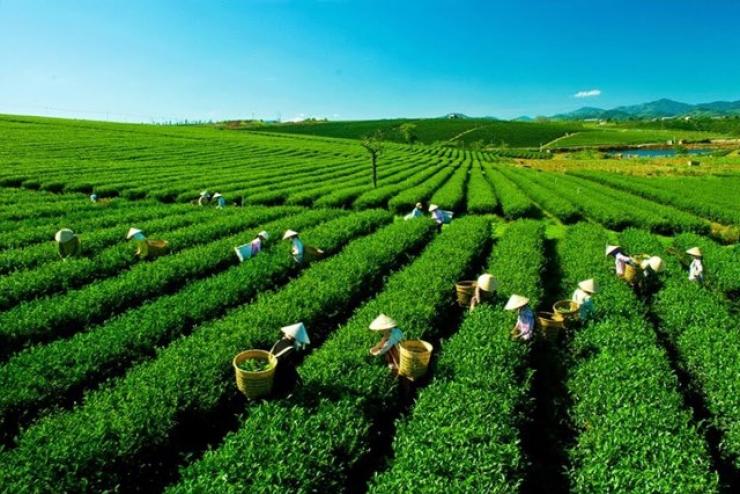 Để câu chuyện đưa trà Việt bay xa