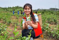 Cây chè ở xã Hiếu