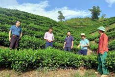 Thâm canh cây chè theo hướng hữu cơ