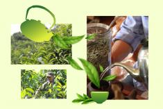 Chè việt và hành trình thoải khỏi "Bẫy giá rẻ"